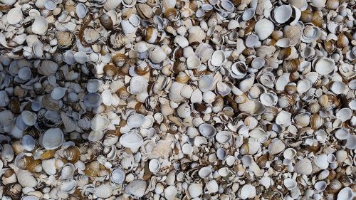 shells sea seashells