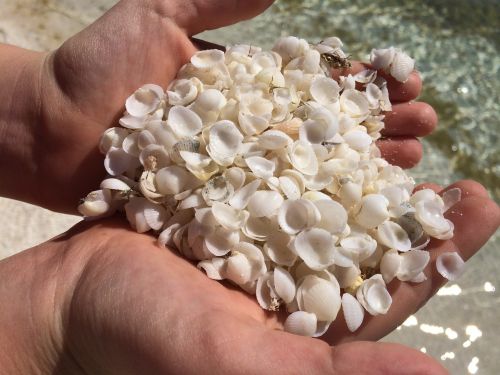 shells hands beach