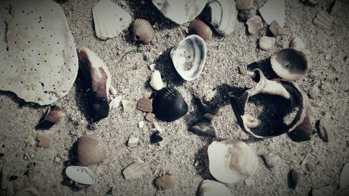 shells beach belgium