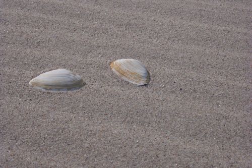 shells sand beach