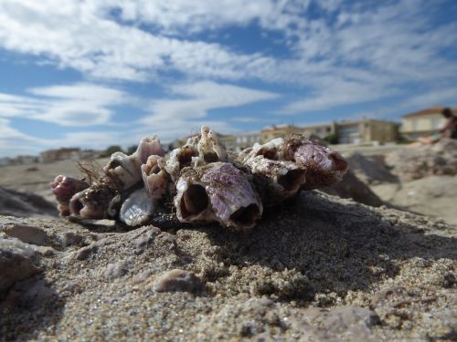 shells beach summer