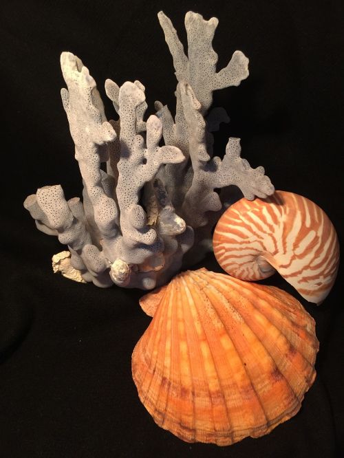 shells blue coral