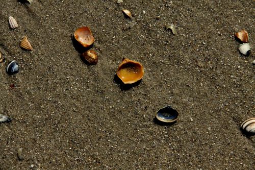 shells sand sea