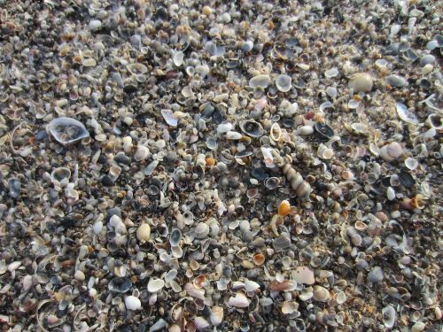 shells sea crustaceans