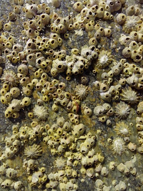 shells rock molluscs