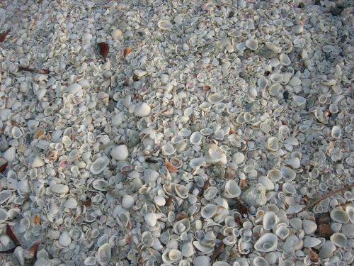 shells sea shell