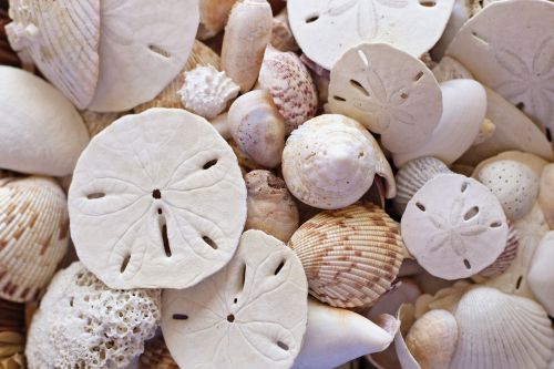 shells beach seaside