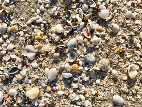 shells beach sand