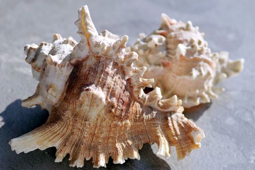 shells holidays sea