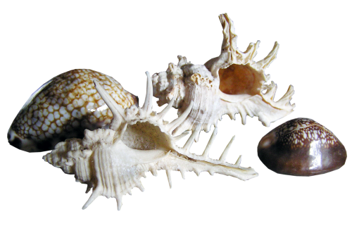 shells sea cut