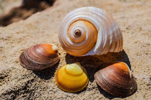 shells beach sea