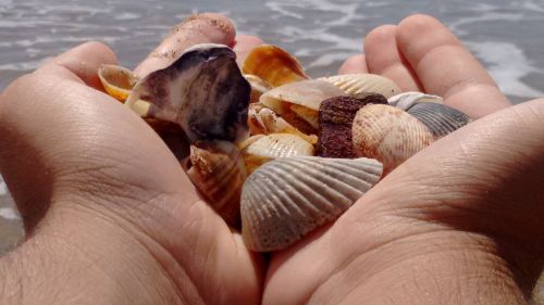 shells hands mar