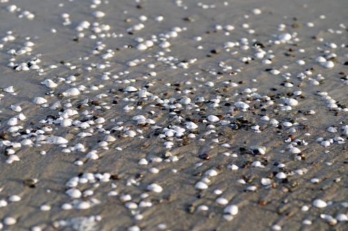 shells beach sea