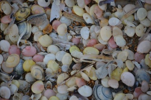 shells nature colors