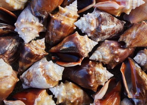 shells conch sea