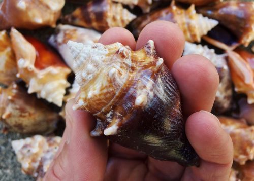 shells conch sea