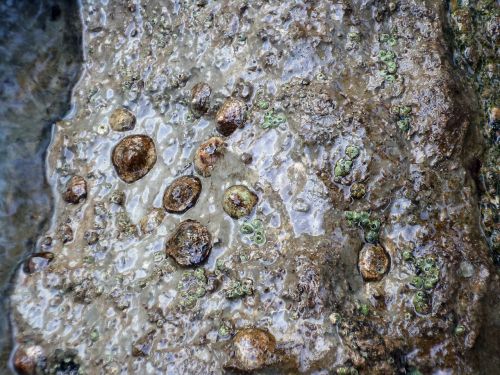 shells sea shells stone