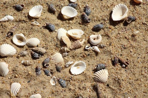 shells  sand  beach