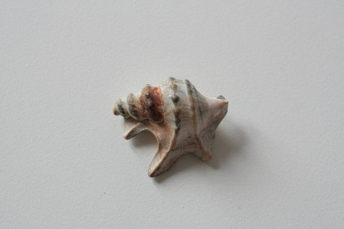 shells  shell  sea