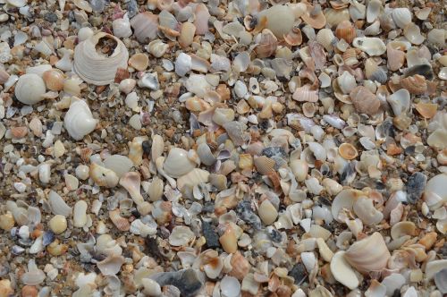 shells macro beira mar