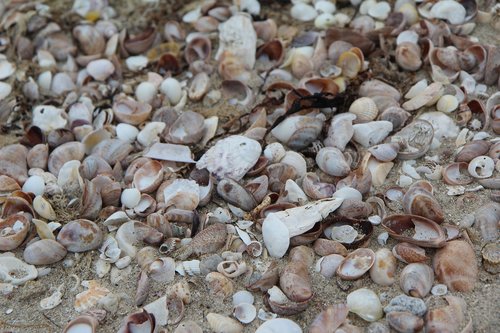 shells  beach  brittany