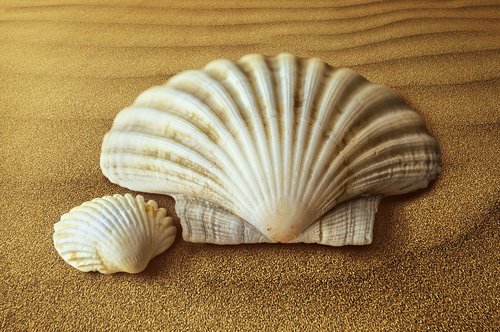 shells  oyster  molluscum