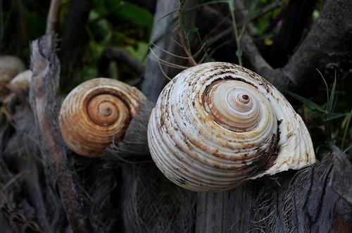shells  big  beach