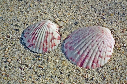 shells  sand  nature