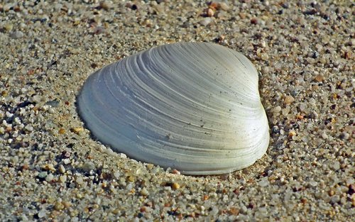 shells  sand  sea