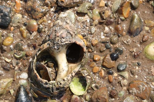 shells  hole  sea
