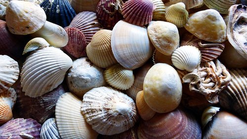 shells  make screen  sea