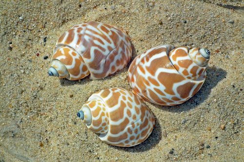 shells  sea  nature