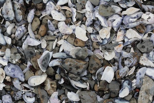 shells  rocks  beach