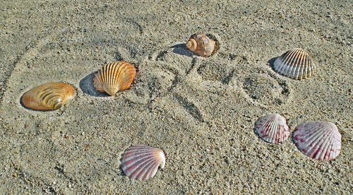 shells  sand  the coast