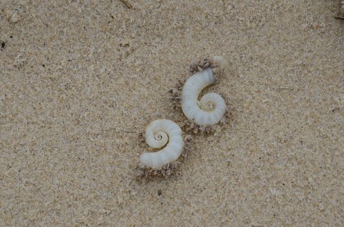 shells  beach  sand