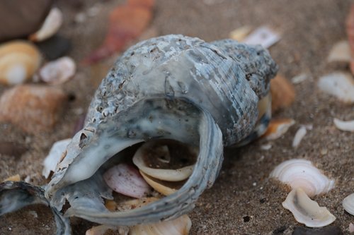 shells  sea  sand