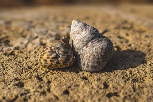 shells  nature  beach