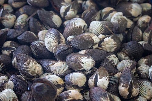 shells  food  seafood
