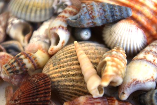 shells  animals  holiday