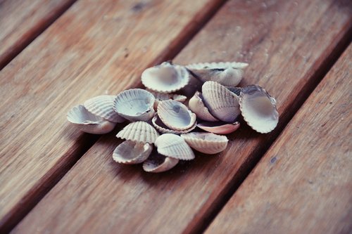 shells  closeup  nature