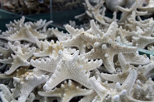 shells  ocean  starfish