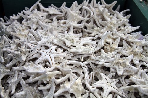 shells  ocean  starfish