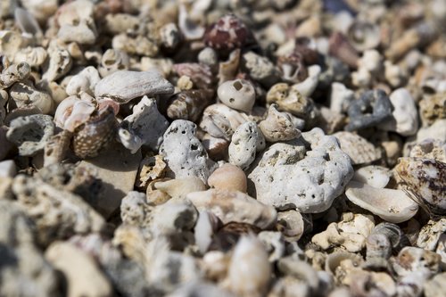 shells  rocks  stones