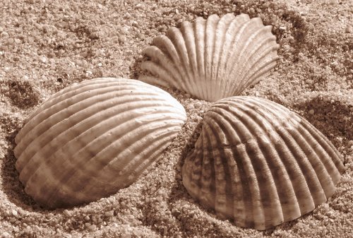 shells  sand  beach