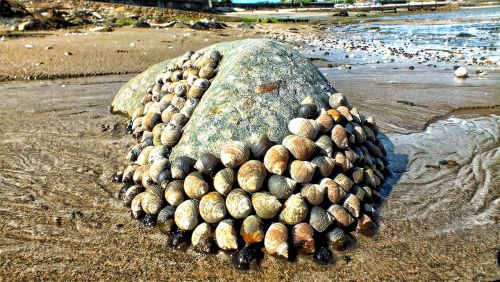 shells pebbles sea