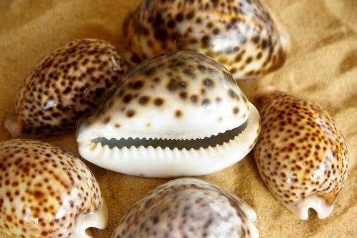 shells tiger porcelain sand