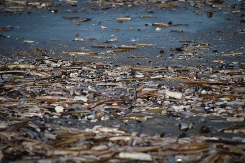 shells beach coast