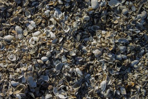 shells beach shell