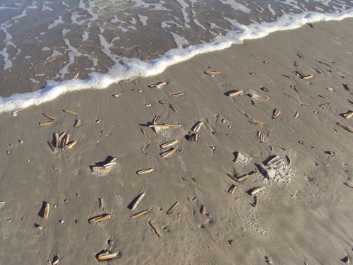 shells ameland sea