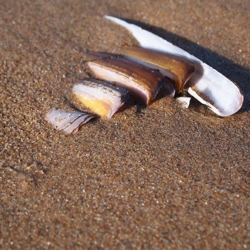 shells row long